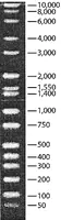 Merck DirectLoad Wide Range DNA Marker