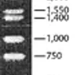 Merck DirectLoad Wide Range DNA Marker