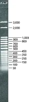 Merck DirectLoad 50 bp DNA Step Ladder