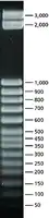 Merck 50 bp DNA Step Ladder