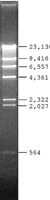 Merck Lambda DNA Hind III Digest