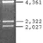 Merck Lambda DNA Hind III Digest