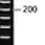 Merck PCR 20 bp Low Ladder