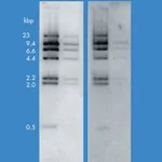 Merck Immobilon-Ny+ Membrane, charged Nylon, 0.45 µm, 30 cm x 3.3 m roll