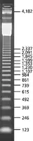 Merck 123 bp DNA Ladder