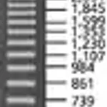 Merck 123 bp DNA Ladder