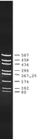 Merck pUC18 DNA Hae III Digest