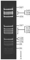 Merck pBR322 Hae III Digest