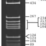 Merck pBR322 Hae III Digest