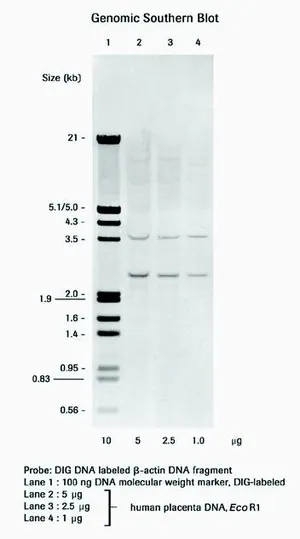 Merck DIG DNA Labeling and Detection Kit