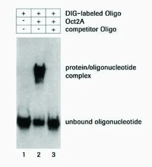 Merck DIG Gel Shift Kit, 2nd generation