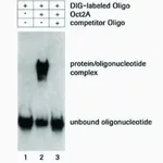 Merck DIG Gel Shift Kit, 2nd generation