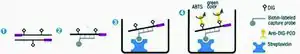 Merck PCR ELISA, DIG-Detection, 5-pack