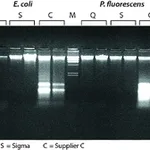 Merck GenElute Bacterial Genomic DNA Kits
