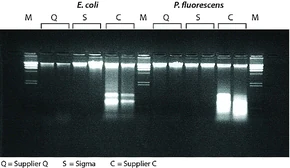 Merck GenElute Bacterial Genomic DNA Kits