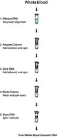Merck GenElute Blood Genomic DNA Kit