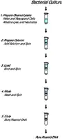 Merck GenElute Plasmid Miniprep Kit