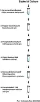 Merck PhasePrep BAC DNA Kit