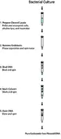 Merck GenElute Endotoxin-free Plasmid Maxiprep Kit