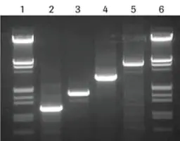 Merck High Fidelity PCR Master