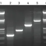 Merck High Fidelity PCR Master