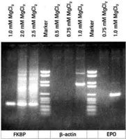 Merck MgCl2 Stock Solution