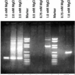 Merck MgCl2 Stock Solution