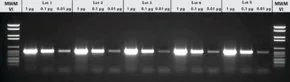 Merck PCR Master