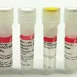 Merck PCR Core kit with Taq DNA polymerase