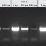 Merck PCR Core Kit