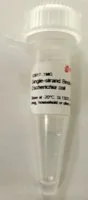Merck Single-strand Binding Protein from Escherichia coli
