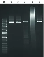 Merck JumpStart AccuTaq LA DNA Polymerase