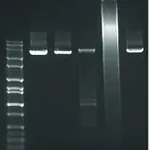 Merck JumpStart AccuTaq LA DNA Polymerase