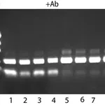 Merck JumpStart REDTaq DNA Polymerase