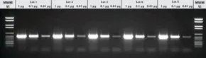 Merck PCR Core KitPLUS