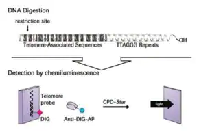 Merck TeloTAGGG Telomere Length Assay