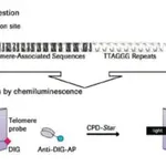 Merck TeloTAGGG Telomere Length Assay
