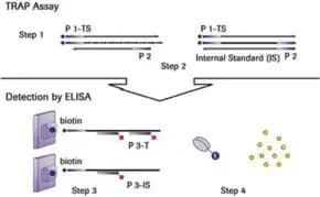 Merck TeloTAGGG Telomerase PCR ELISAPLUS