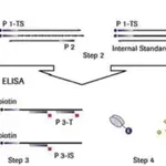 Merck TeloTAGGG Telomerase PCR ELISAPLUS