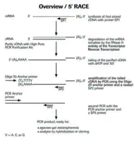 Merck 5′/3′ RACE Kit, 2nd Generation