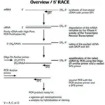 Merck 5′/3′ RACE Kit, 2nd Generation