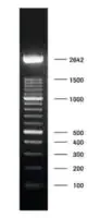 Merck DNA Molecular Weight Marker XIV (100 bp ladder)