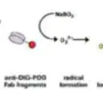 Merck Reverse Transcriptase Assay, colorimetric