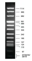 Merck DNA Molecular Weight Marker VIII