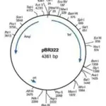 Merck pBR322 DNA