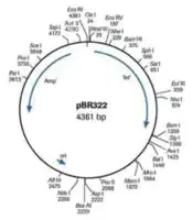Merck pBR322 DNA