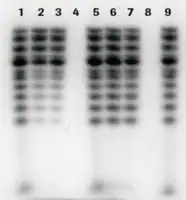 Merck mini Quick Spin RNA Columns