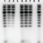 Merck mini Quick Spin RNA Columns