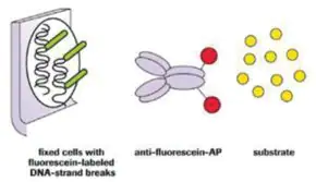 Merck In Situ Cell Death Detection Kit, AP
