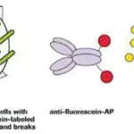 Merck In Situ Cell Death Detection Kit, AP